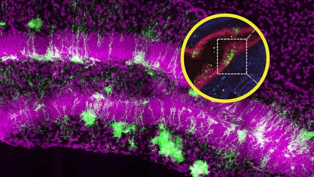 ¿Una nueva era en medicina regenerativa? Descubren células madre neurales fuera del cerebro